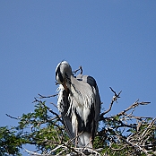 "Grey Heron" Montagu, South Africa